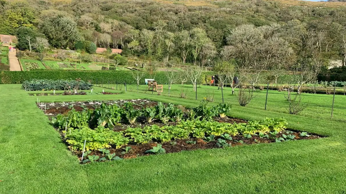 Goutte à goutte pour potager : ce qu’il faut savoir