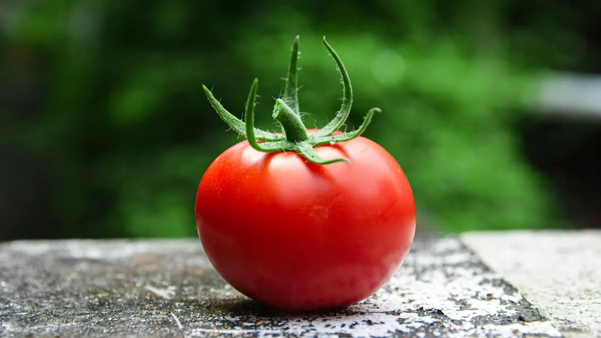 Meilleur tomate : les critères qui décident