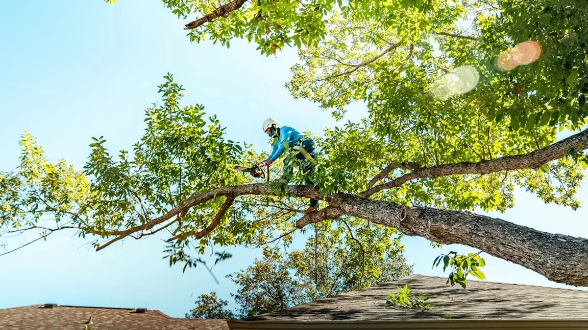 Prix pour abattre un arbre : ce qu’il faut prévoir