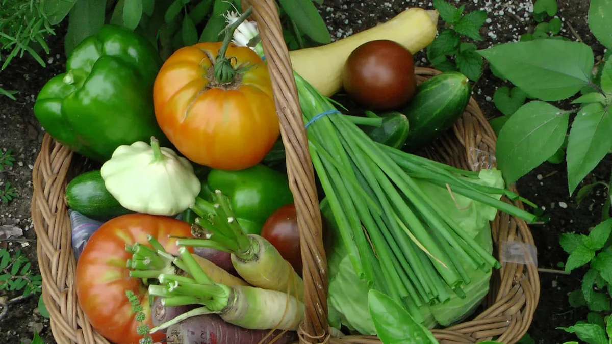 Quand et comment planter les tomates : la date, la profondeur, l'erreur classique