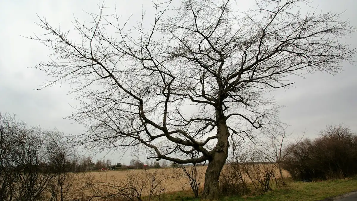 Ce qui décide vraiment : le climat, la région, le gel