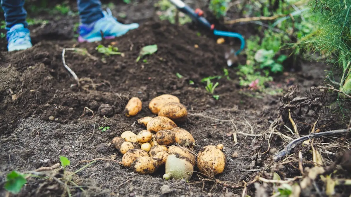 Quand planter les pommes de terre : le repère du sol, pas du calendrier