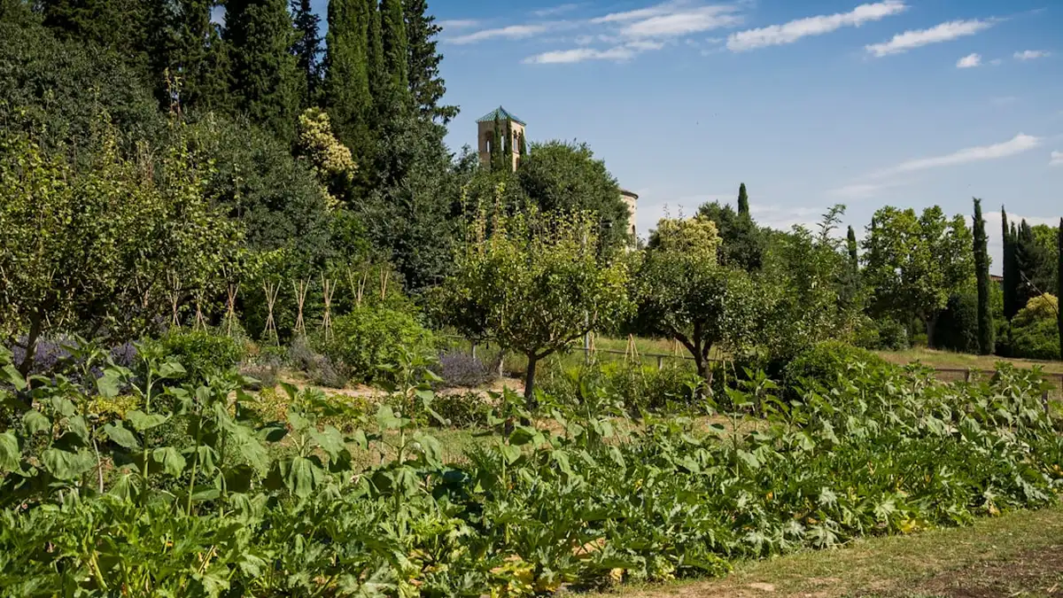 Quand tailler les arbres fruitiers : le calendrier espèce par espèce