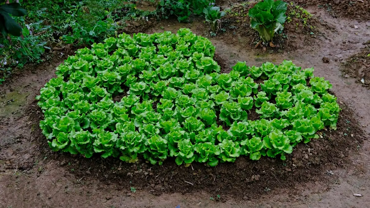 Quand tailler les hortensias : la règle qui dépend de votre variété